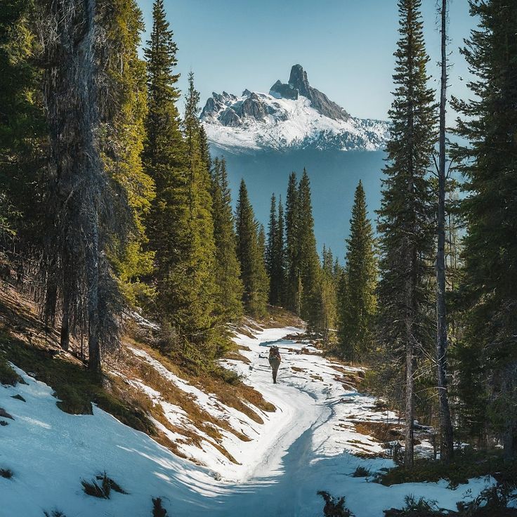 When is the Best Time to Visit Auli for Snowfall? Find Out Here