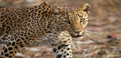 Kanha y Bandhavgarh, Madhya Pradesh