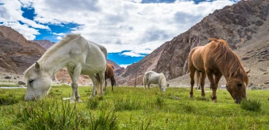 Paquetes Turísticos por Leh- Ladakh
