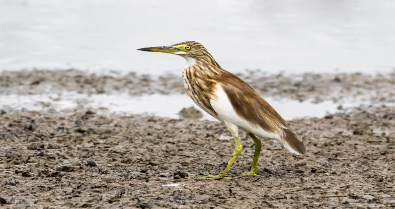 Birds in National Park, Rajasthan Image