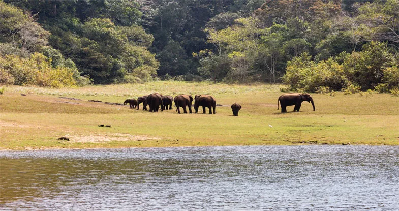 Elephants in Periyar National Park, Kerala Image