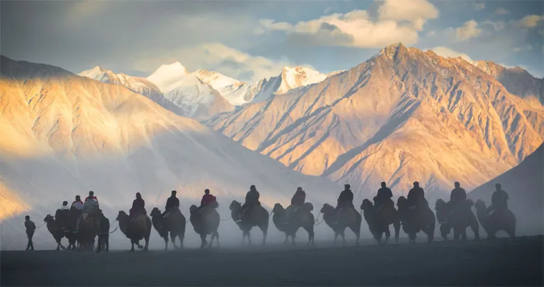 Camels at Nubra Valley, Ladakh Image