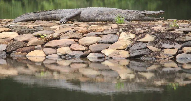 Crocodile tour in Goa Image