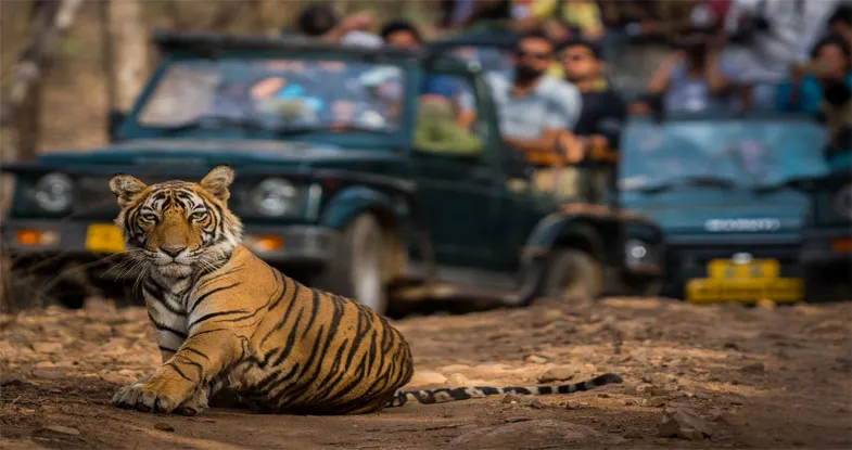 Tiger Spotting at Raja Ji National Park Image