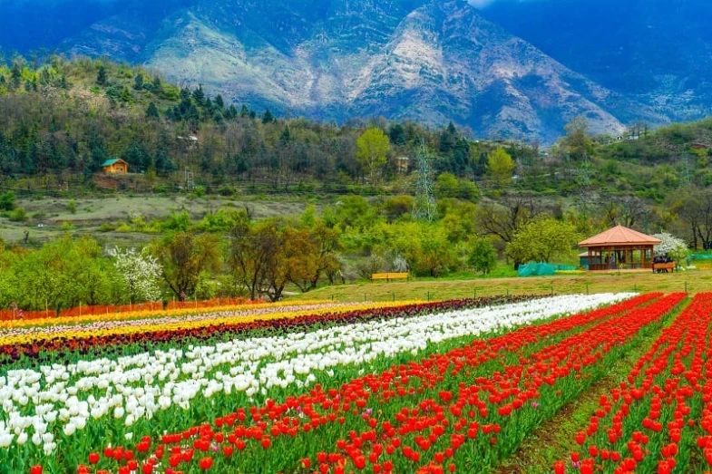 Kashmir Calling: A 6-Day Valley of Dreams