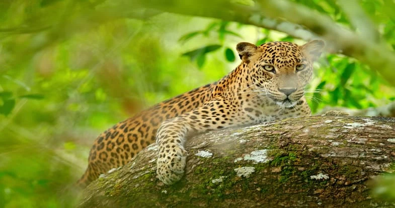 Tadoba National Park