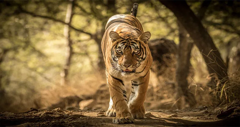 Wild Tiger in National Park, Ranthambore Image